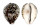 CYPRAEIDAE CYPRAEA TIGRIS shell