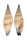 MITRIDAE VEXILLUM VULPECULA shell