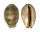 CYPRAEIDAE MAURITIA ARABICA shell