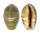 CYPRAEIDAE MAURITIA ARABICA shell