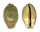 CYPRAEIDAE MAURITIA EGLANTINA shell