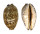 CYPRAEIDAE MAURITIA EGLANTINA shell