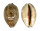 CYPRAEIDAE MAURITIA EGLANTINA shell