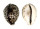 CYPRAEIDAE CYPRAEA TIGRIS shell
