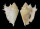 STROMBIDAE LAMBIS LAMBIS shell
