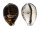 CYPRAEIDAE CYPRAEA TIGRIS IONTHODES shell
