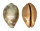 CYPRAEIDAE LEPOCYPRAEA MAPPA shell