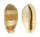 CYPRAEIDAE ERRONEA CAURICA CAURICA shell