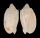 VOLUTIDAE CYMBIOLA VESPERTILIO shell