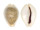 CYPRAEIDAE EROSARIA MILIARIS BONFANTINII shell