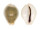 CYPRAEIDAE EROSARIA MILIARIS BONFANTINII shell
