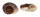 LANDSNAIL RYSSOTA OVUM shell