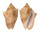 VOLUTIDAE CYMBIOLA VESPERTILIO shell