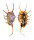 STROMBIDAE LAMBIS SCORPIO shell