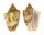 VOLUTIDAE CYMBIOLA VESPERTILIO shell