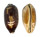 CYPRAEIDAE CHELYCYPRAEA TESTUDINARIA shell