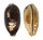 CYPRAEIDAE CHELYCYPRAEA TESTUDINARIA shell