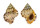 BURSIDAE BUFONARIA THERSITES shell