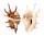 STROMBIDAE LAMBIS LAMBIS shell