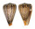 CONIDAE CONUS SURATENSIS shell