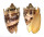 VOLUTIDAE CYMBIOLA IMPERIALIS shell