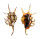 STROMBIDAE LAMBIS SCORPIO shell