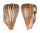 CONIDAE CONUS SURATENSIS shell