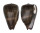 CONIDAE CONUS LOROISII INSIGNIS shell