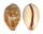 CYPRAEIDAE LYNCINA NIVOSA shell