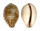 CYPRAEIDAE LYNCINA NIVOSA shell