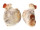 PLACUNIDAE PLACUNA EPHIPPIUM shell
