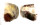 SPONDYLIDAE SPONDYLUS SETIGER shell