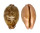 CYPRAEIDAE LEPOCYPRAEA MAPPA shell