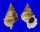 BURSIDAE TUTUFA TENUIGRANOSA shell