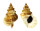 BURSIDAE TUTUFA TENUIGRANOSA shell