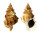 BURSIDAE TUTUFA TENUIGRANOSA shell