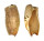 VOLUTIDAE CYMBIUM CYMBIUM shell