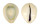 CYPRAEIDAE MONETARIA ANNULUS DILATISSIMA shell