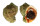 MURICIDAE RAPANA VENOSA shell