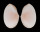 TELLINIDAE PERONAEA PLANATA shell