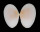 TELLINIDAE PERONAEA PLANATA shell