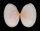 TELLINIDAE PERONAEA PLANATA shell