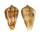CONIDAE CONUS PINEAUI shell