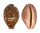 CYPRAEIDAE LEPOCYPRAEA MAPPA PANERYTHRA shell