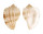 HARPIDAE MORUM WATANABEI shell
