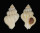 CORALLIOPHILIDAE CRALLIOPHILLA MEYENDORFFI shell