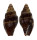 MITRIDAE VEXILLUM EBENUS shell