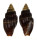 MITRIDAE VEXILLUM EBENUS shell