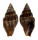 MITRIDAE VEXILLUM EBENUS shell
