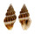 BUCCINIDAE CANTHARUS DORBIGNYI shell